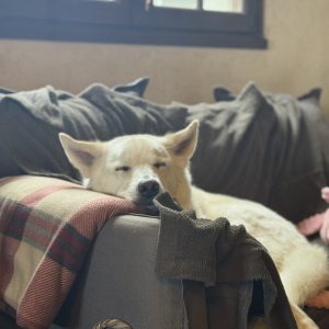 Chienchien